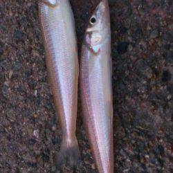 林崎漁港の投げ釣り　夕方に良型キスがきました