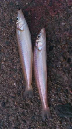 林崎漁港の投げ釣り　夕方に良型キスがきまし…