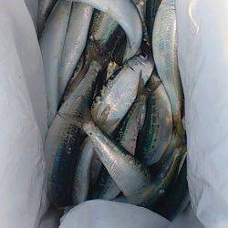 兵庫突堤でサビキ釣り、ママカリ、マイワシ合わせて100匹以上