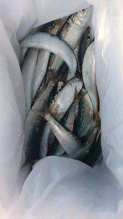 兵庫突堤でサビキ釣り、ママカリ、マイワシ合わせて100匹以上