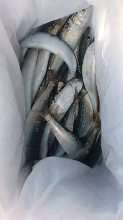 兵庫突堤でサビキ釣り、ママカリ、マイワシ合…