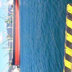 兵庫突堤でサビキ釣り、ママカリ、マイワシ合わせて100匹以上