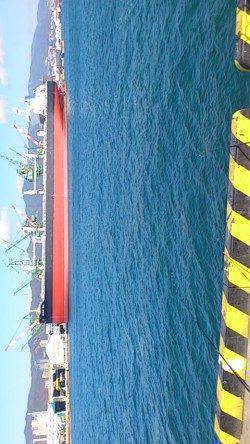 兵庫突堤でサビキ釣り、ママカリ、マイワシ合わせて100匹以上