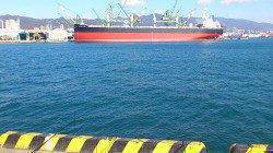 兵庫突堤でサビキ釣り、ママカリ、マイワシ合わせて100匹以上