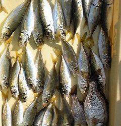 旧一文字赤灯、釣り少年達のサビキ釣果