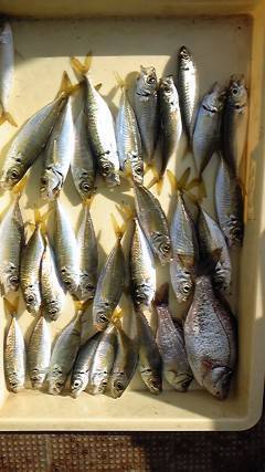 旧一文字赤灯、釣り少年達のサビキ釣果