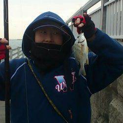 新浜漁港　投げ＆探り釣りでチヌ・ガシラ・メバルなど☆