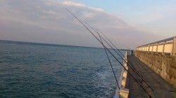 新浜漁港　投げ＆探り釣りでチヌ・ガシラ・メバルなど☆