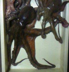 タコ釣れています！キロサイズも！テンヤ釣果