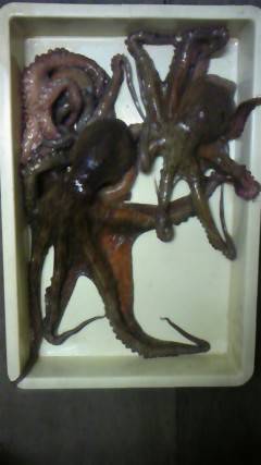 タコ釣れています！キロサイズも！テンヤ釣果…