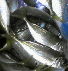 渡船を利用してのサビキ釣り！20cmの良型アジ