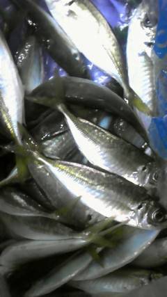 渡船を利用してのサビキ釣り！20cmの良型…