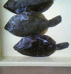 沖一文字北でカレイ35㎝頭に4枚♪