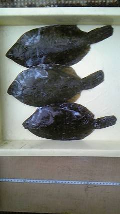 沖一文字北でカレイ35㎝頭に4枚♪