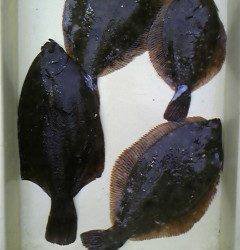 沖一文字北でカレイ35㎝頭に4枚♪