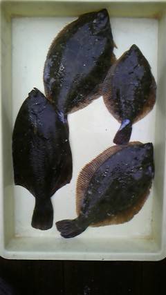 沖一文字北でカレイ35㎝頭に4枚♪