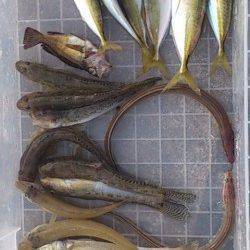 兵突で投げ釣り&サビキ　色々な魚種が釣れました♪