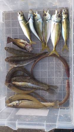 兵突で投げ釣り&サビキ　色々な魚種…