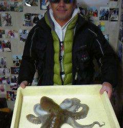 タコエギで1.7kgのタコ！ in 旧一文字