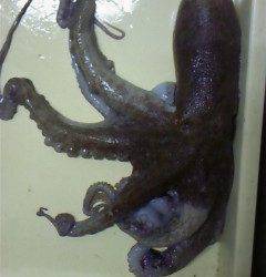 タコエギで1.7kgのタコ！ in 旧一文字