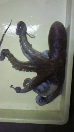 タコエギで1.7kgのタコ！ in 旧一文字