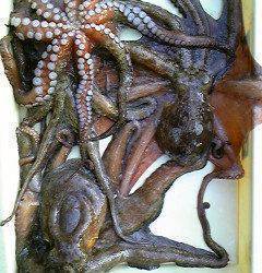 沖一文字北、カニをエサにタコ4杯、合計3.5キロでした