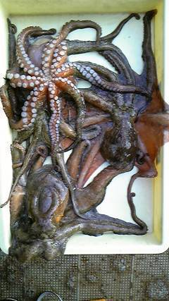 沖一文字北、カニをエサにタコ4杯、合計3.5キロでした