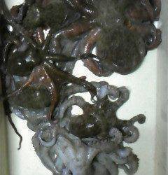 岸和田一文字、オクトパッシングでもタコ釣れています