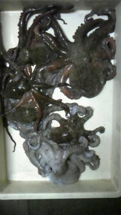 岸和田一文字、オクトパッシングでもタコ釣れ…