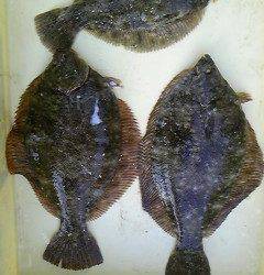 本日カレイが良く釣れています！沖一文字で投げ釣り