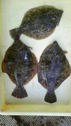 本日カレイが良く釣れています！沖一文字で投…