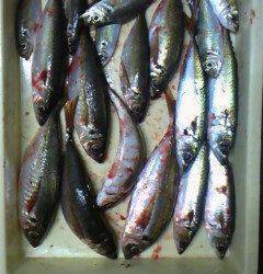 旧一文字赤灯で良型のアジ・サバ・イワシ