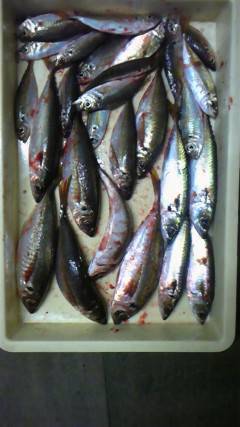 旧一文字赤灯で良型のアジ・サバ・イワシ