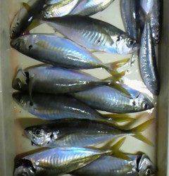 旧一文字赤灯で良型のアジ・サバ・イワシ