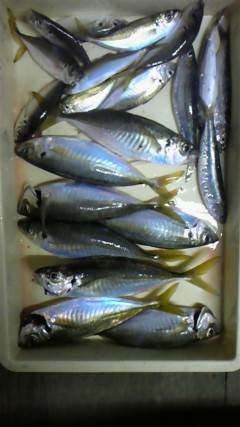 旧一文字赤灯で良型のアジ・サバ・イワシ