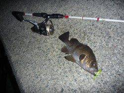 貝塚人工島でメバリング、ボトム付近で良型のメバルがヒット！