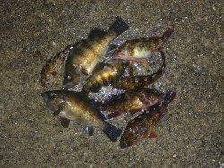 貝塚人工島でメバリング、ボトム付近で良型のメバルがヒット！