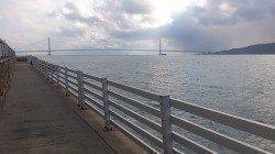 新浜漁港で投げ釣り、アイナメが釣れました