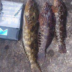 新浜漁港で投げ釣り、アイナメが釣れました