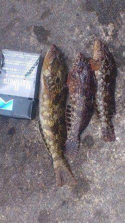 新浜漁港で投げ釣り、アイナメが釣れました