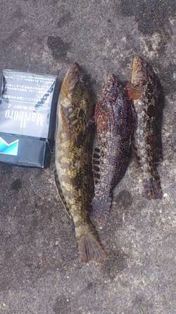 新浜漁港で投げ釣り、アイナメが釣れました