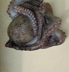 旧一文字で360gのタコをタコエギでＧＥＴ