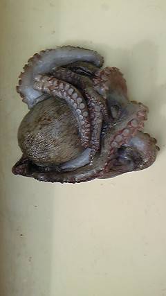 旧一文字で360gのタコをタコエギでＧＥＴ…