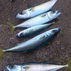 兵突の先端部で投げ釣りとサビキ釣り