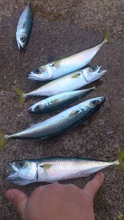 兵突の先端部で投げ釣りとサビキ釣り