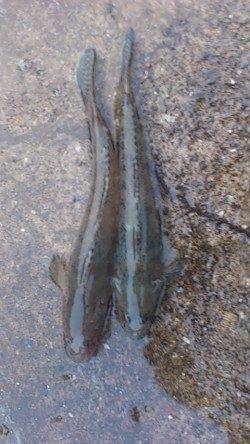 兵突の先端部で投げ釣りとサビキ釣り