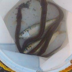 兵庫突堤　早朝の投げ釣りで穴子＆キスの釣果