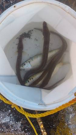 兵庫突堤　早朝の投げ釣りで穴子＆キスの釣果…