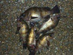 りんくう　ライトワインドのでメバル狙いは1投目からヒット