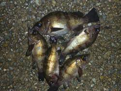 りんくう　ライトワインドのでメバル狙いは1…